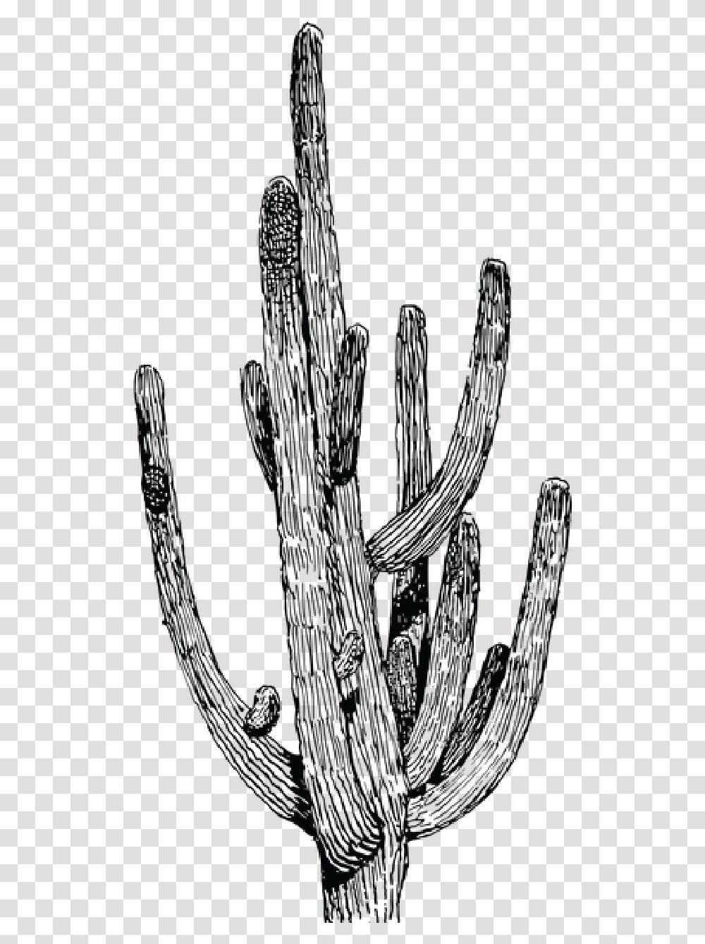Salsa S Cactus 06 Cactus Black And White, Alphabet, Silhouette, Ampersand Transparent Png