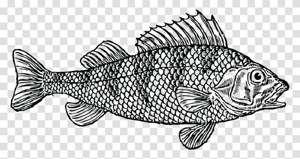 Salsa S Fish 07 Sea Bass, Animal, Sea Life, Cod, Aquatic Transparent Png