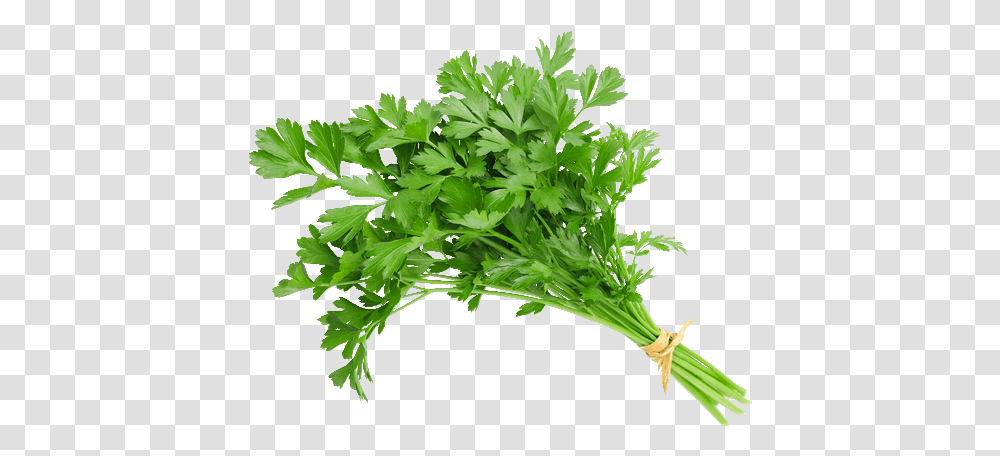 Salsa Unidade Parsley Bunch, Plant, Vase, Jar, Pottery Transparent Png