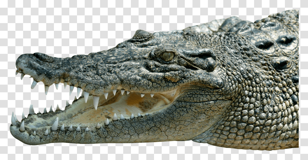 Saltwater Crocodile, Lizard, Reptile, Animal, Alligator Transparent Png