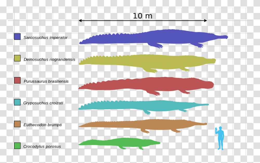 Saltwater Crocodile Size Chart, Person, Home Decor, Handwriting Transparent Png