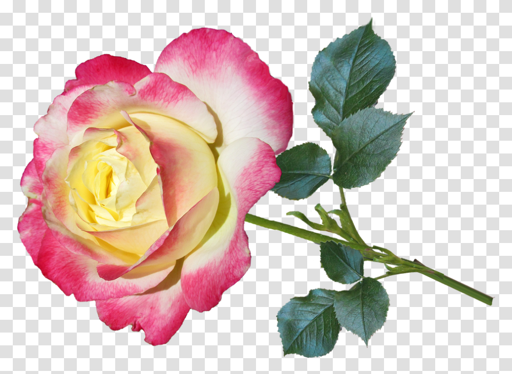 Saludos Por Eldia De Sanvalentin, Rose, Flower, Plant, Blossom Transparent Png