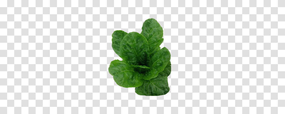 Salvius Lettuce Seeds Dark Green Romain Lettuce Cultivar, Plant, Spinach, Vegetable, Food Transparent Png