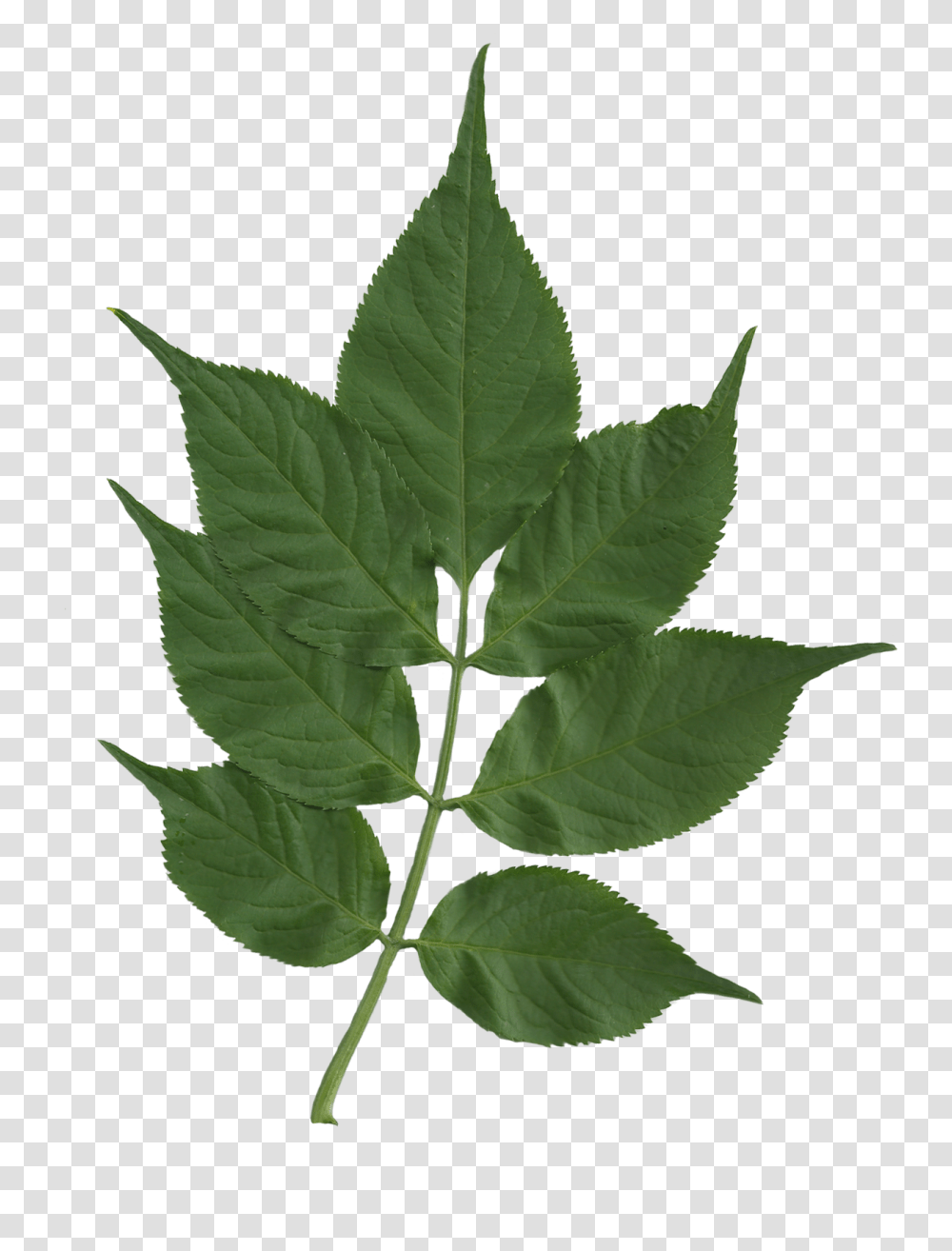 Sambucus Nigra Foliage Scanned, Leaf, Plant, Vase, Jar Transparent Png