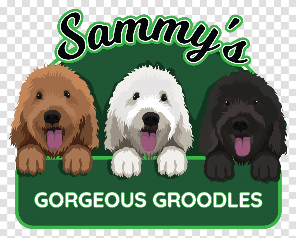 Sammys Gorgeous Groodles Labradoodle, Canine, Mammal, Animal, Pet Transparent Png