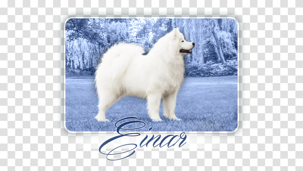 Samoyed Ajt, Mammal, Animal, Dog, Pet Transparent Png