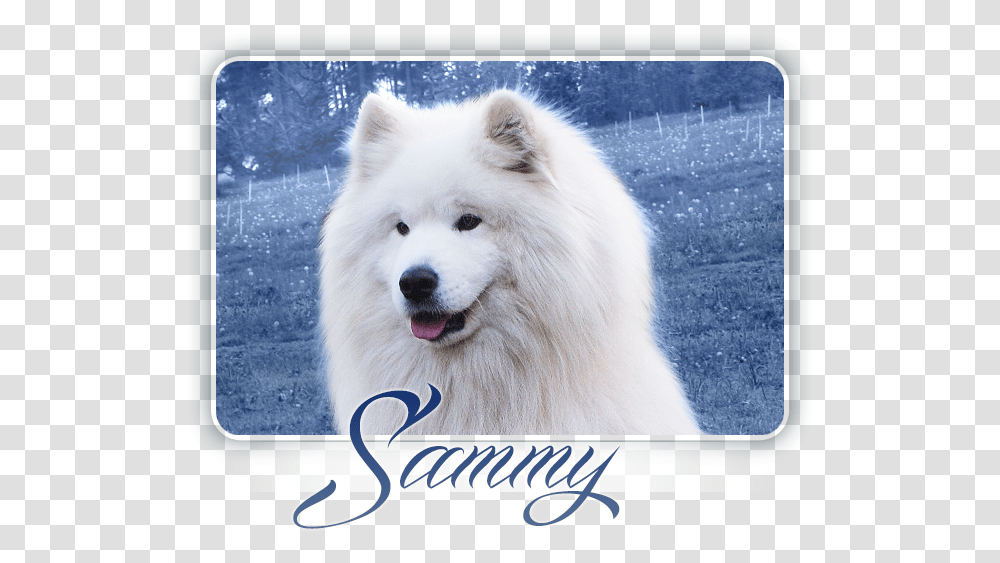 Samoyed Alexander Great Carpathian White Smile Samoyed, Canine, Mammal, Animal, Dog Transparent Png