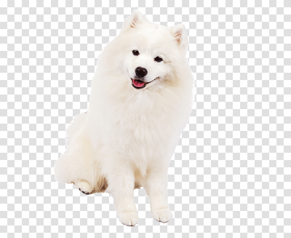 Samoyed American Eskimo Dog, White Dog, Pet, Canine, Animal Transparent Png