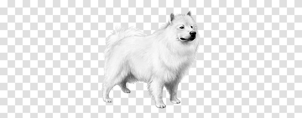 Samoyed American Eskimo Dog, Wolf, Mammal, Animal, White Dog Transparent Png
