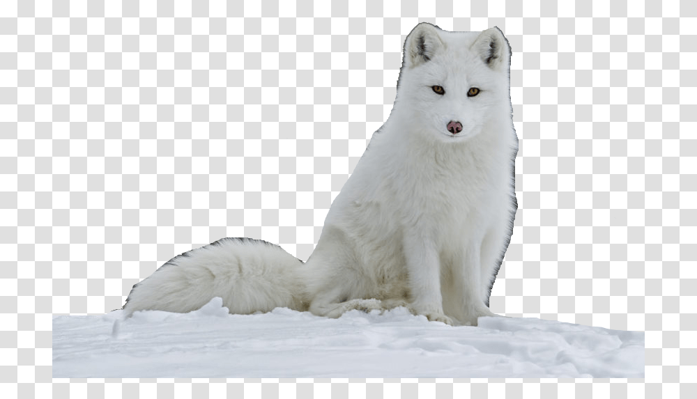 Samoyed Arctic Fox Images, Mammal, Animal, Wildlife, Canine Transparent Png