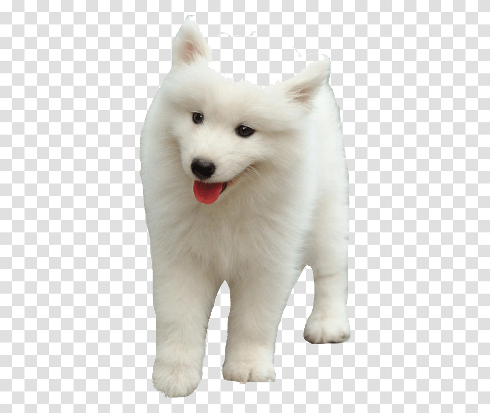 Samoyed Dog, Animals, Canine, Mammal, Pet Transparent Png
