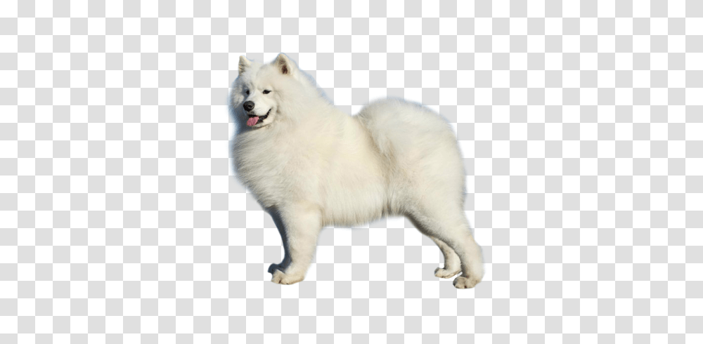 Samoyed Dog, Animals, Mammal, Canine, Pet Transparent Png