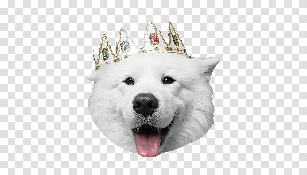 Samoyed Dog, Animals, Mammal, White Dog, Pet Transparent Png