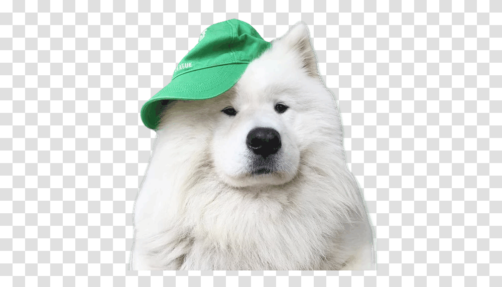 Samoyed Dog, Animals, Pet, Canine, Mammal Transparent Png