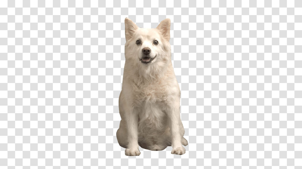 Samoyed Dog, Animals, Pet, Canine, Mammal Transparent Png