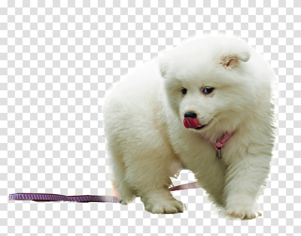 Samoyed Dog, Animals Transparent Png