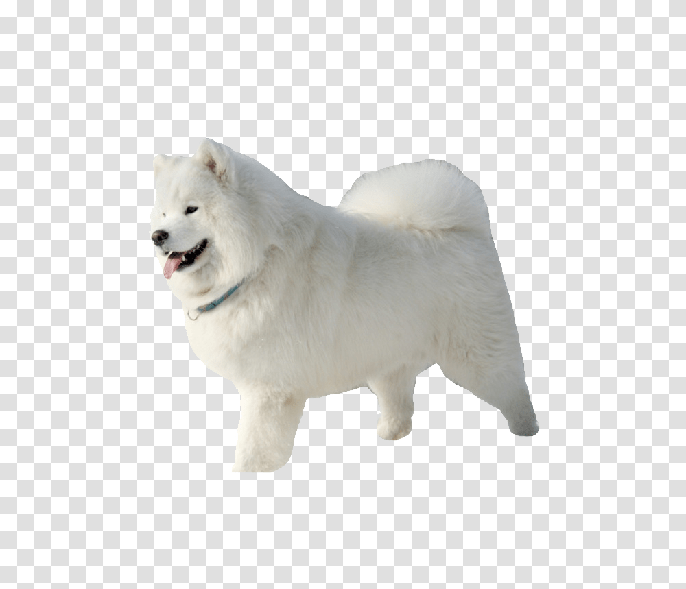 Samoyed Dog, Animals, White Dog, Pet, Canine Transparent Png