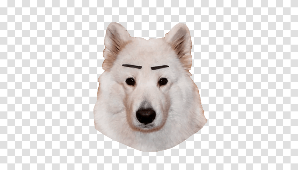 Samoyed Dog, Animals, White Dog, Pet, Canine Transparent Png