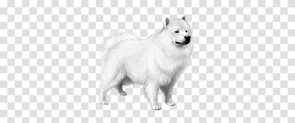 Samoyed Dog, Animals, Wolf, Mammal, White Dog Transparent Png