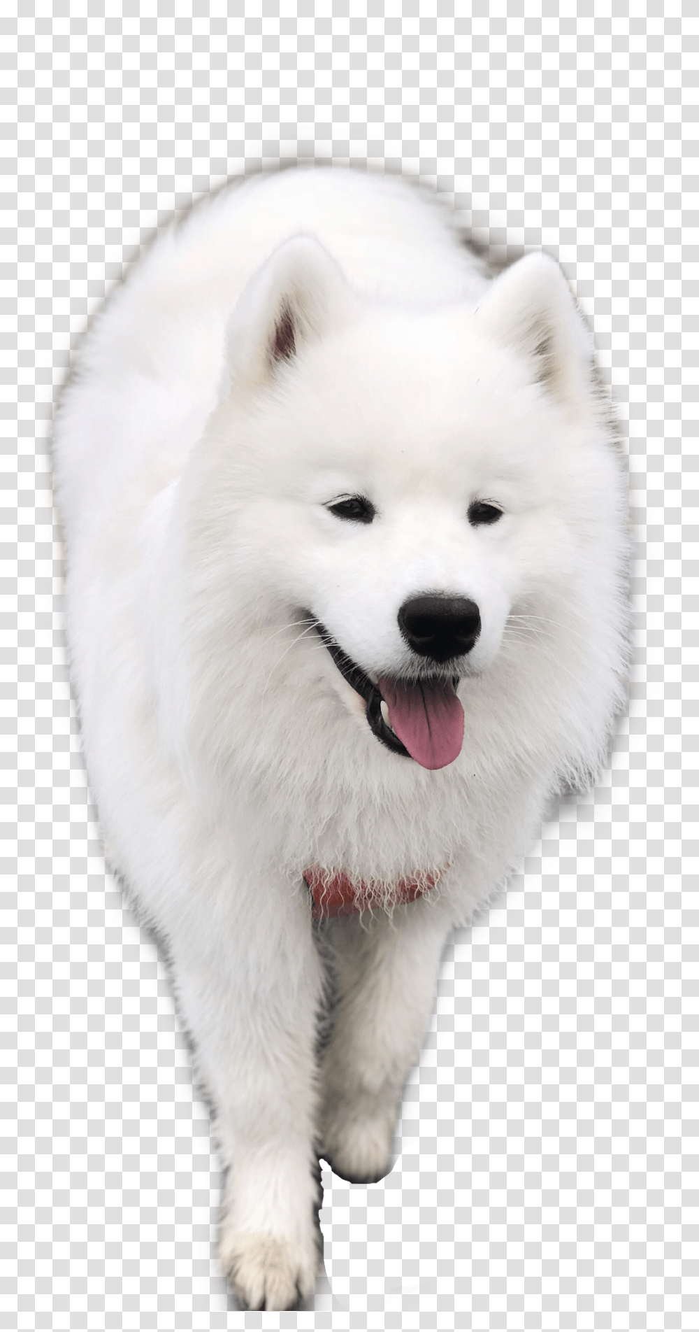 Samoyed Dog Puppy Freetoedit American Eskimo Dog, Pet, Canine, Animal, Mammal Transparent Png