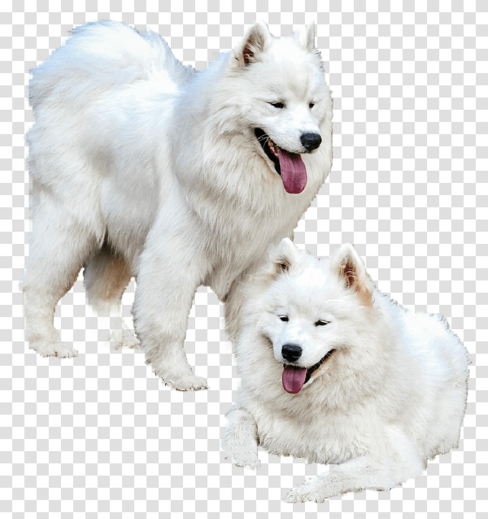 Samoyed Dog Yawns, White Dog, Pet, Canine, Animal Transparent Png