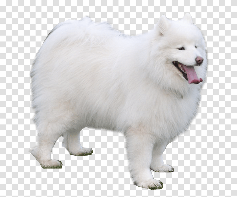 Samoyed Japanese Spitz, Canine, Mammal, Animal, Pet Transparent Png