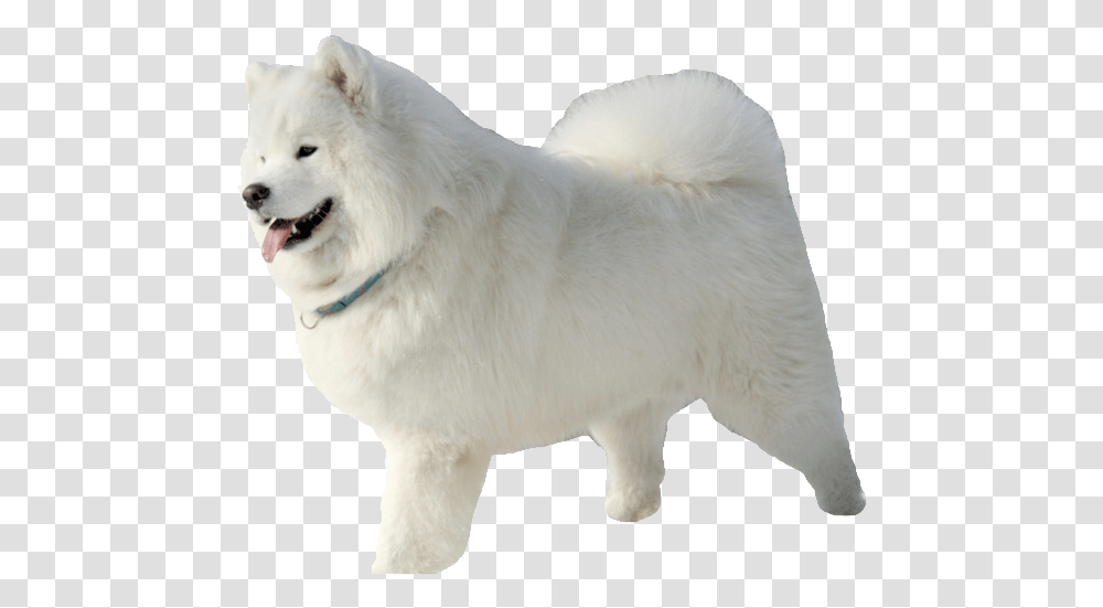 Samoyed Samoyed, White Dog, Pet, Canine, Animal Transparent Png