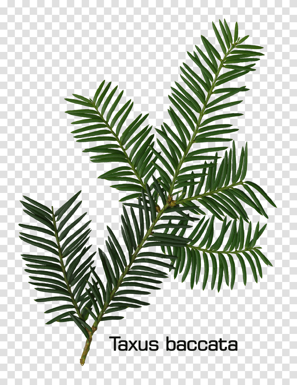 Samus Aran Baby Onesie Illustration, Tree, Plant, Conifer, Leaf Transparent Png