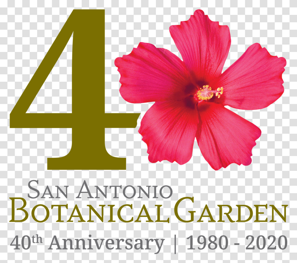 San Antonio Botanical Garden Offering Free Admission And San Antonio Botanical Garden, Hibiscus, Flower, Plant, Blossom Transparent Png