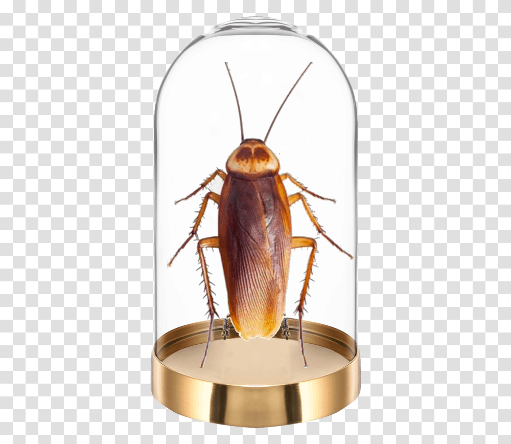 San Antonio Roaches, Cockroach, Insect, Invertebrate, Animal Transparent Png