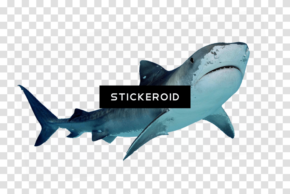 San Jose Sharks Official Logo Portable Network Graphics, Sea Life, Fish, Animal, Great White Shark Transparent Png
