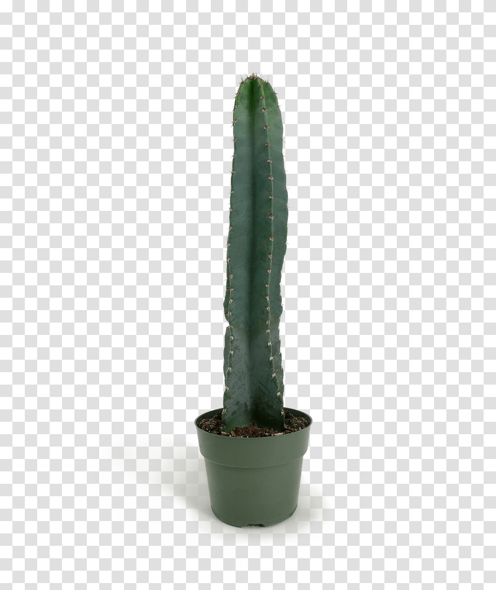 San Pedro Cactus, Plant Transparent Png