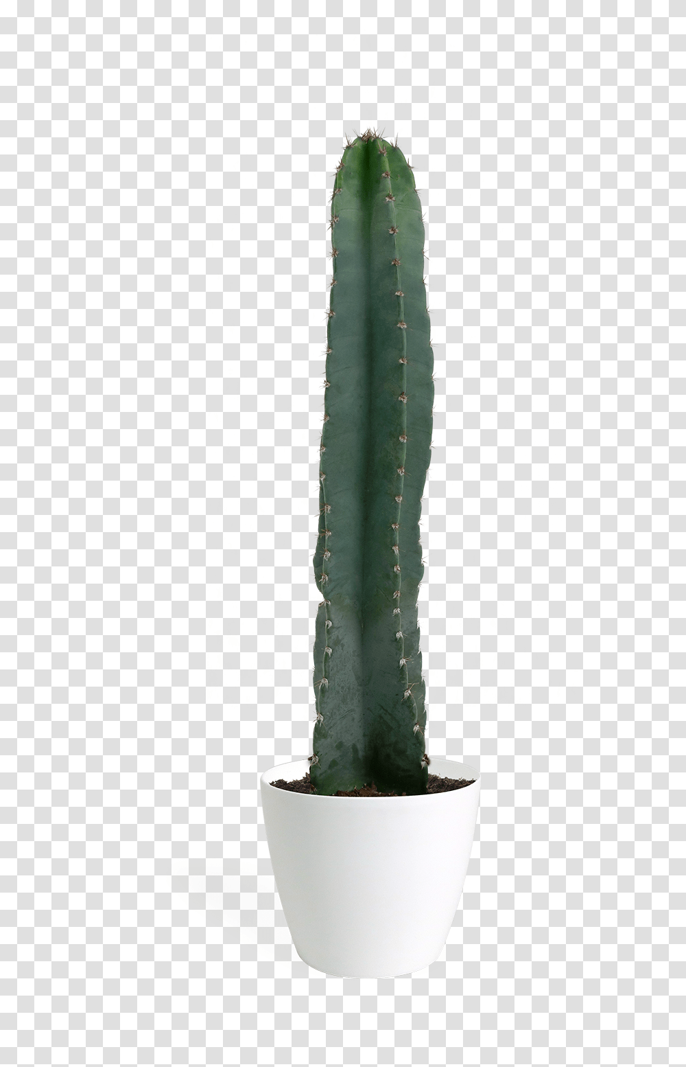 San Pedro Cactus, Plant Transparent Png