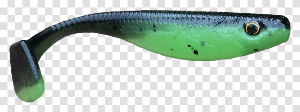 Sand Eel, Coho, Fish, Animal, Herring Transparent Png