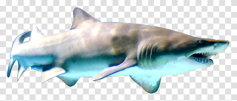 Sand Tiger Shark, Sea Life, Fish, Animal, Great White Shark Transparent Png