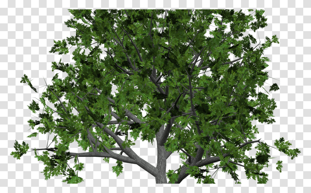 Sandalwood Tree Clip Art Free Tree Clipart, Plant, Tree Trunk, Vegetation, Animal Transparent Png
