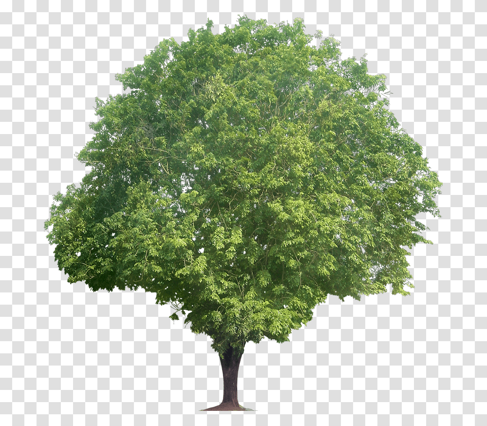 Sandalwood Tree, Plant, Maple, Oak, Sycamore Transparent Png