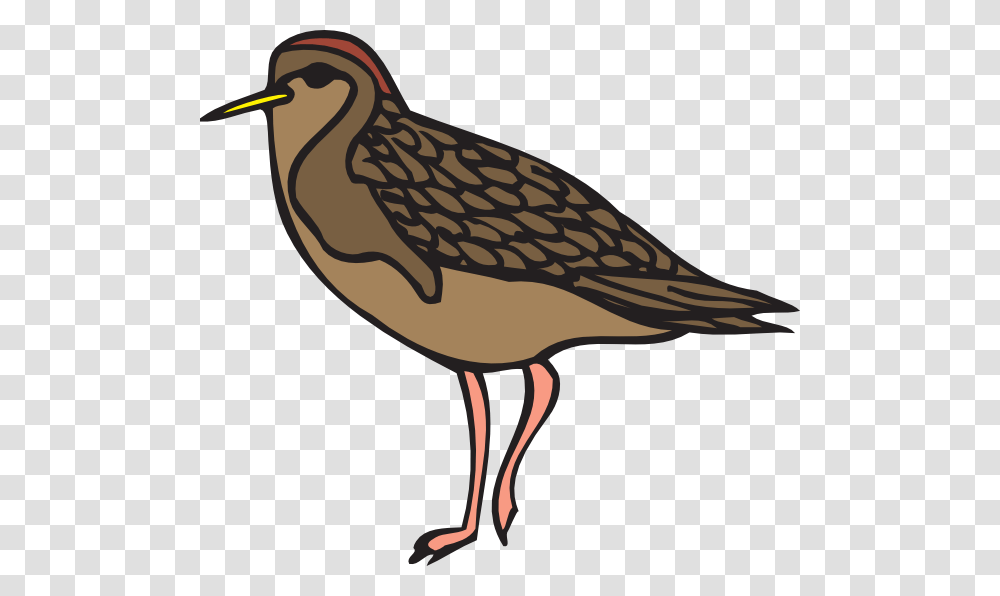 Sandpiper Clip Art, Beak, Bird, Animal, Finch Transparent Png