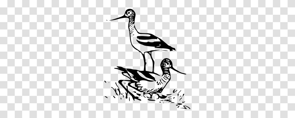 Sandpipers Animals, Waterfowl, Bird, Crane Bird Transparent Png