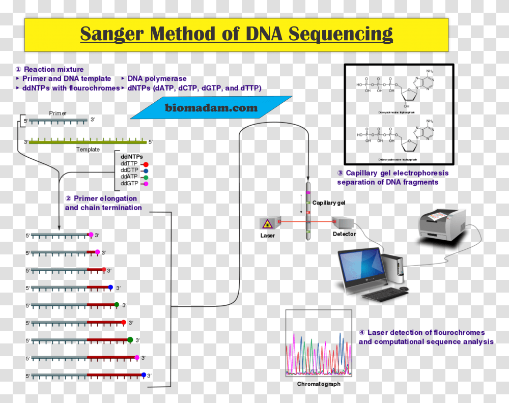 Sanger Sequencing, Electronics, Plot, Screen, Monitor Transparent Png