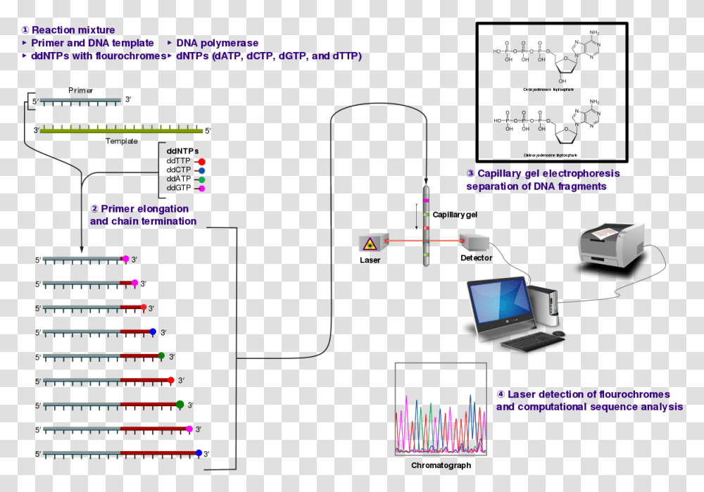 Sanger Sequencing Sanger Sequencing Of Insulin, Laptop, Computer, Electronics, Plot Transparent Png