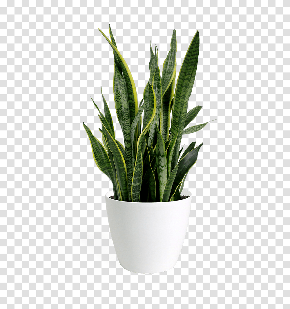 Sansevieria Laurentii, Plant, Aloe, Leaf, Green Transparent Png