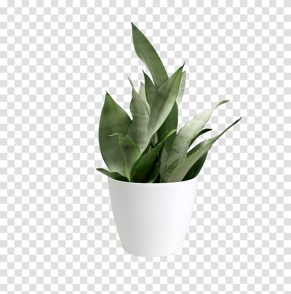 Sansevieria Moonshine Small Small Plant, Flower, Blossom, Leaf, Tulip Transparent Png