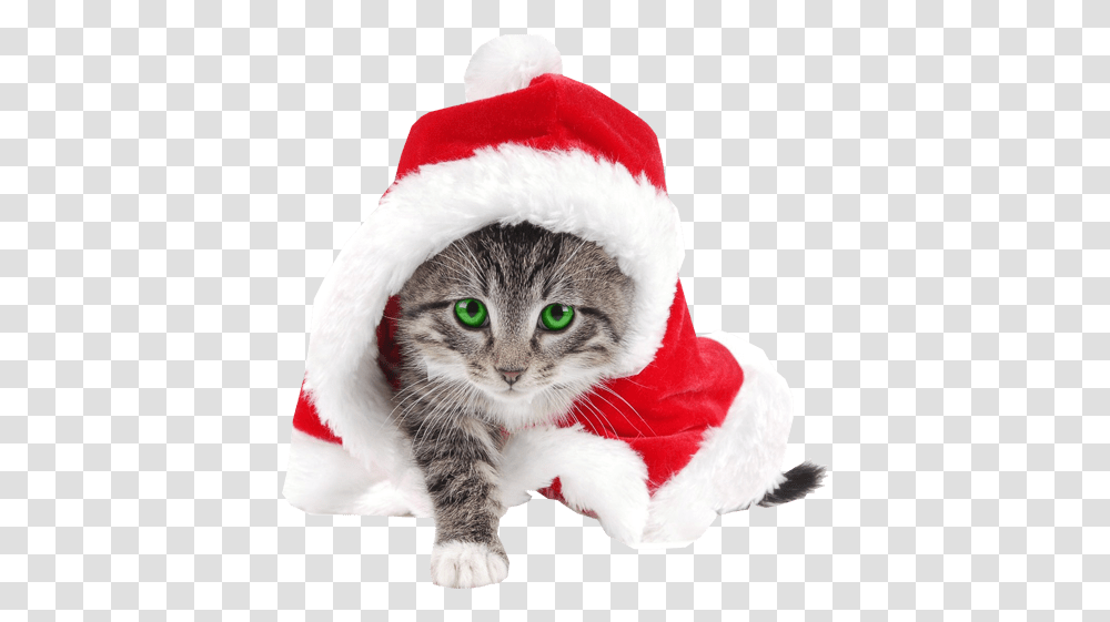 Santa Hat Cat Clipart Images Gallery For 951154 Cat Wearing Christmas Hat, Pet, Mammal, Animal, Kitten Transparent Png