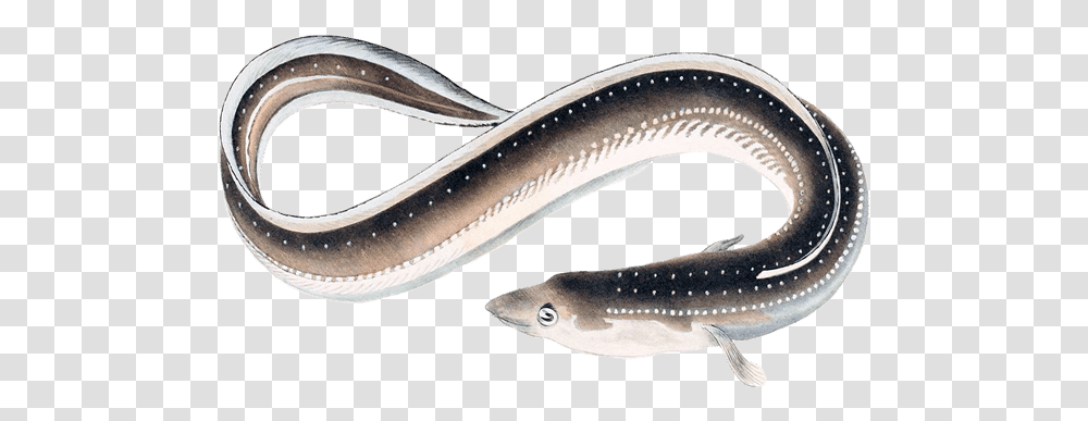 Santa Monica Seafood Guide Japanese Eel, Fish, Animal Transparent Png