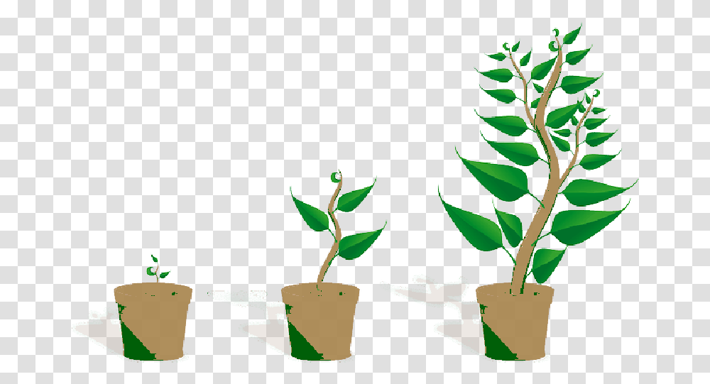 Sapling Plant Growing Seedling Growth Potted Getting To Know Plants, Leaf, Pottery, Vase, Jar Transparent Png