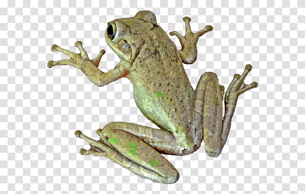 Sapo Perereca, Frog, Amphibian, Wildlife, Animal Transparent Png
