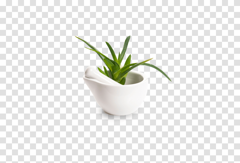 Sappe Europe, Aloe, Plant, Leaf, Potted Plant Transparent Png