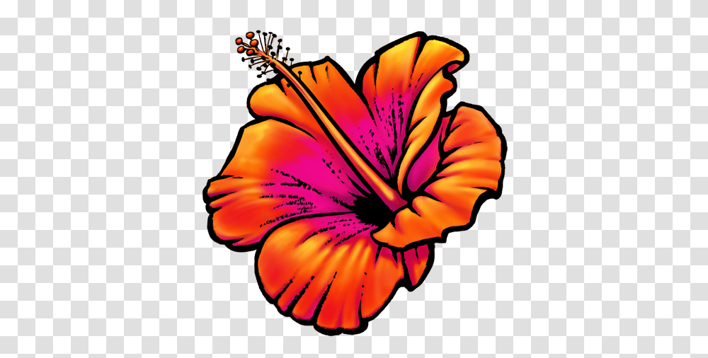 Sarah Burchard Hawaii Flower Icon, Plant, Blossom, Hibiscus, Petal Transparent Png