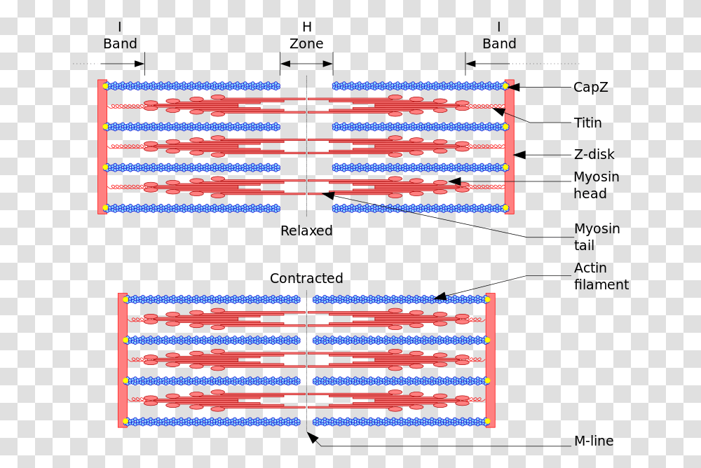 Sarcomere Relaxed Vs Contracted, Pac Man Transparent Png